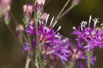 Tall ironweed